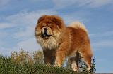 CHOW CHOW 399
